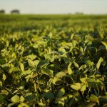 تامین کننده حبوبات